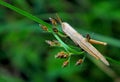 Phlaeoba infumata, grasshopper